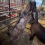 Nubian goat bucklings Image 3
