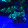 Kenya Tree Marine Coral Image 8