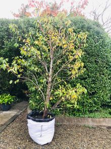 Black Cherry tree