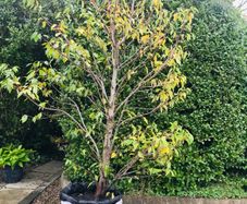 Black Cherry tree