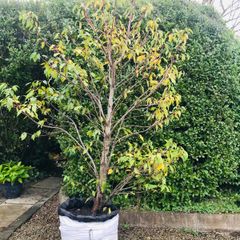 Black Cherry tree