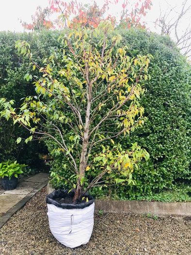 Black Cherry tree