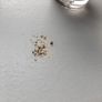 Two faced pigment Image 3