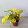 Philodendron Painted Lady Plant Image 2