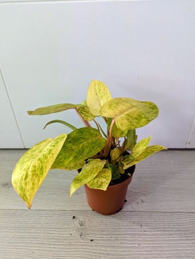 Philodendron Painted Lady Plant