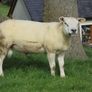 Texel and Charloais Rams Image 10