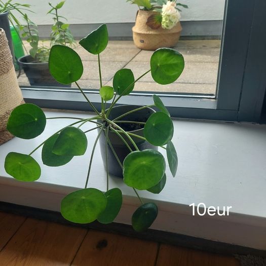 Plants