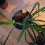 Two spider plants incl. Pot Image 2