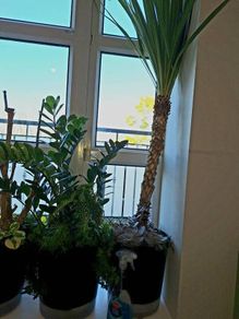 Cabbage tree