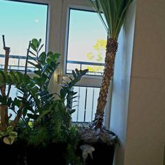 Cabbage tree
