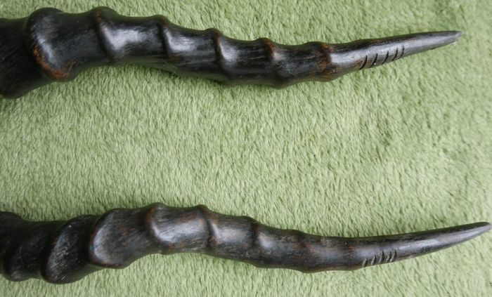 Antique Black Buck Horns 1800's Rare Horns Length 22"