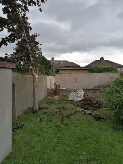 Tree surgeon and hedges cut