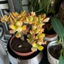 plant Image 3