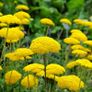 Achillea Seeds white & Yellow Image 2
