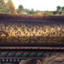 Art - Vintage Tapestry. ( Reduced) Image 6