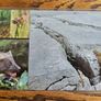 1993 Ireland Irish Orchids The Pine Marten Commemorative Stamps  Mint Never Hinged (MNH) Image 4