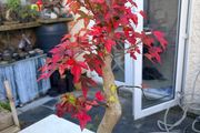 Bonsai trident