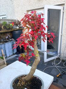 Bonsai trident