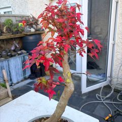 Bonsai trident