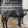 Show/breeding heifer Image 4