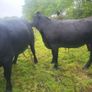 Organic  Aa. X  Heifers Drumboshambo Mart Sat.24 Image 4