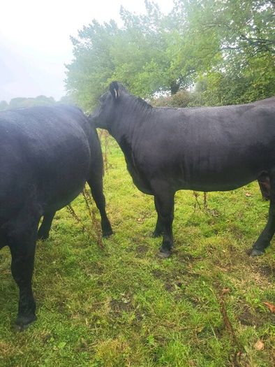 Organic  Cattle  Heifers