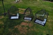 bird cages