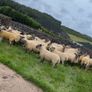 Suffolk Cheviot hoggets Image 3