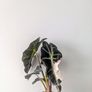 Alocasia Varigated Polly Plant Image 3