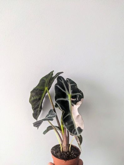 Alocasia Varigated Polly Plant