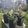 Plant Image 2