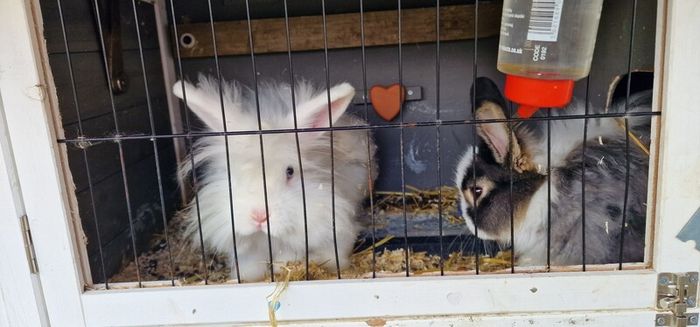 2 male bunnies almost 4 months old