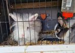 2 male bunnies almost 4 months old