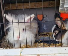2 male bunnies almost 4 months old