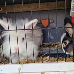 2 male bunnies almost 4 months old
