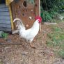 Roosters Image 4