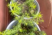 Sedum Mexicanum