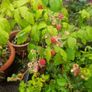 raspberries Image 2