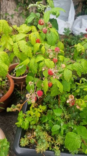 raspberries
