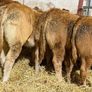 Top End Limousin Calves Image 8