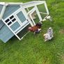 Millefleur Pekin Bantam pair with house Image 9