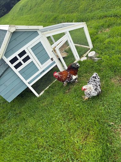 Millefleur Pekin Bantam pair with house