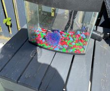 Fishtank