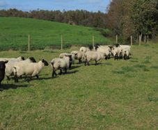 Breeding Hoggets and Sheep