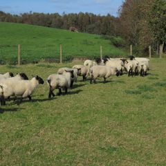 Breeding Hoggets and Sheep