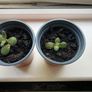 Plants free to a good home Image 3