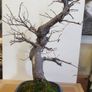 Bonsai For Sale ( 2 ) , Small Leaf Elm Image 3