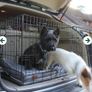 30" foldable dog crate Image 4