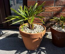 Trachycarpus Fortunei plants in ceramic pots
