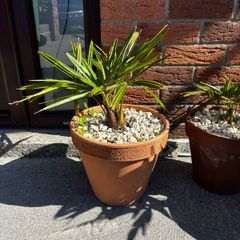 Trachycarpus Fortunei plants in ceramic pots